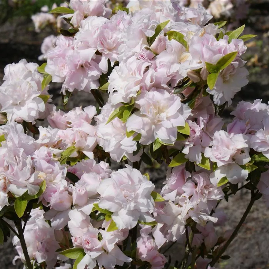 Rhododendron Obt Mrs Nancy Dippel Japanische Azalee Baumschule B Hlje