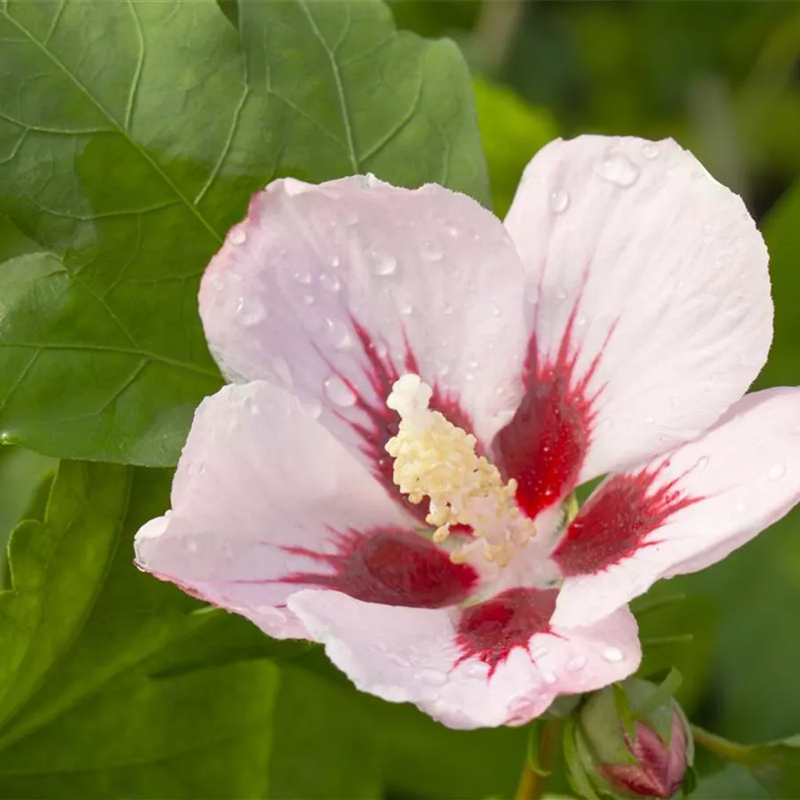 Hibiscus syriacus Hamabo Garteneibisch Hamabo Baumschule Böhlje