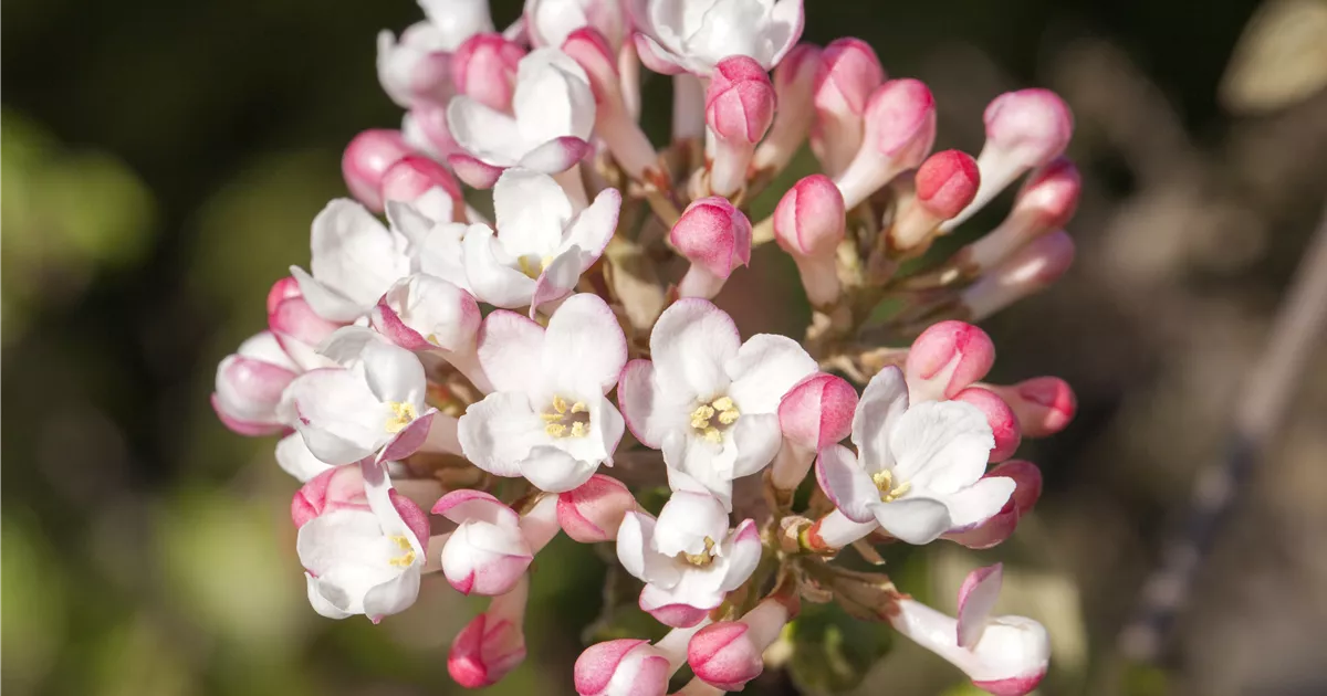 Viburnum Carlesii Aurora Wohlriechender Schneeball Aurora