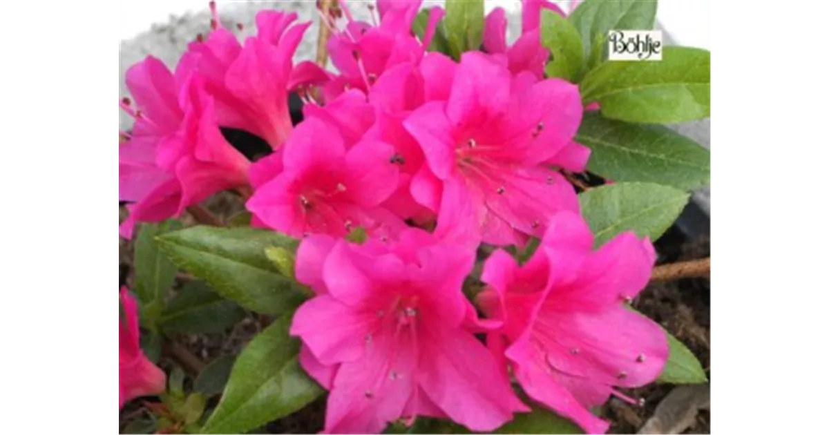 Rhododendron Obt Hatsugiri Rot Ii Japanische Azalee Hatsugiri