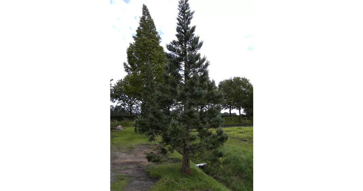 Sequoiadendron Gigant. 'Glaucum', Blauer Kalifornischer Mammutbaum ...