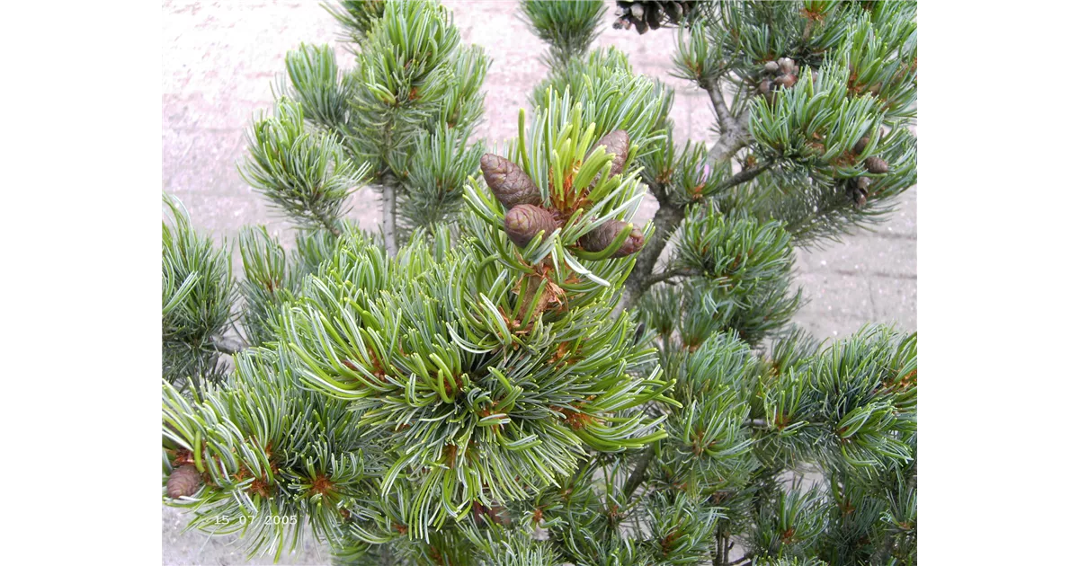 Pinus Parviflora Pentaphylla Glauca Mädchenkiefer Baumschule Böhlje