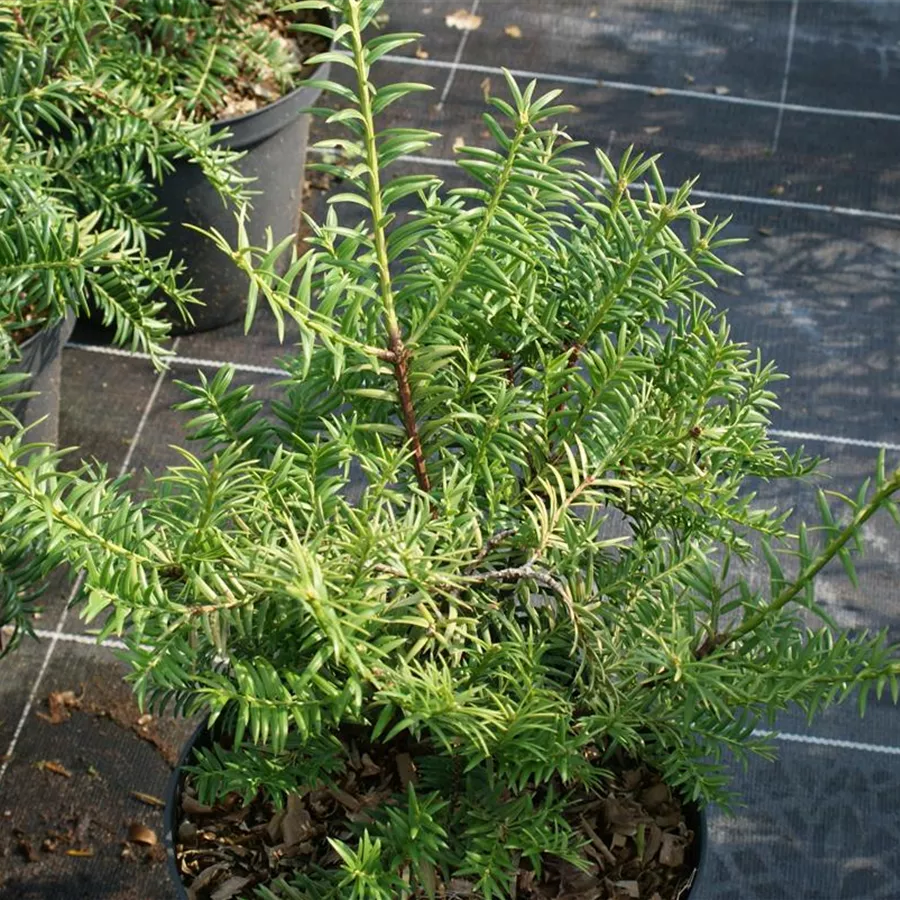 Torreya californica, Kalifornische Nusseibe - Baumschule Böhlje