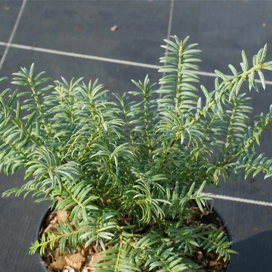 Torreya californica, Kalifornische Nusseibe - Baumschule Böhlje