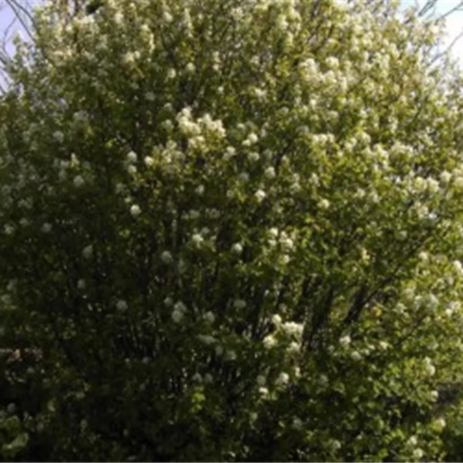 Amelanchier rotundifolia Helvetica, Echte Felsenbirne Helvetica -  Baumschule Böhlje