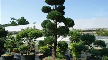 Bonsai 2.JPG